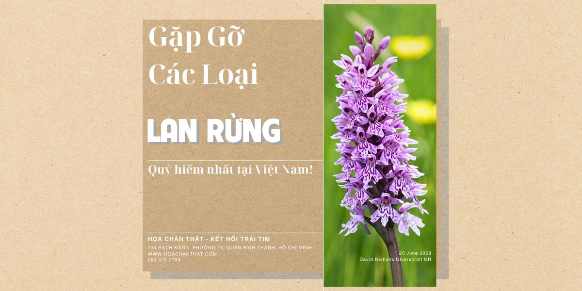 Gặp Gỡ Các Loại Lan Rừng Quý Hiếm Nhất Tại Việt Nam