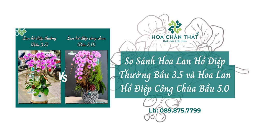 Hoa Lan Hồ Điệp Thường Bầu 3.5 và Hoa Lan Hồ Điệp Công Chúa Bầu 5.0: Tìm Hiểu Sự Khác Biệt và Lựa Chọn Phù Hợp