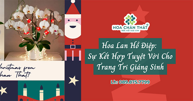 Hoa Lan Hồ Điệp: Sự Kết Hợp Tuyệt Vời Cho Trang Trí Giáng Sinh