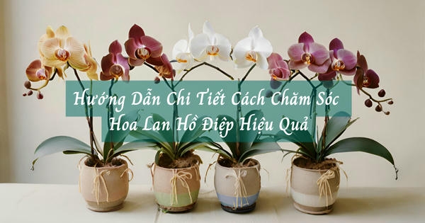 Hướng dẫn chi tiết cách chăm sóc lan hồ điệp hiệu quả