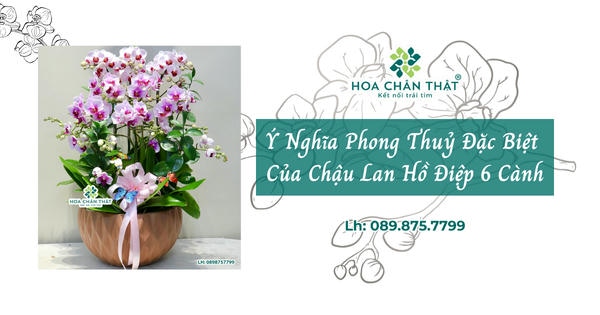 Khám phá ý nghĩa phong thủy đặc biệt của chậu lan hồ điệp 6 cành