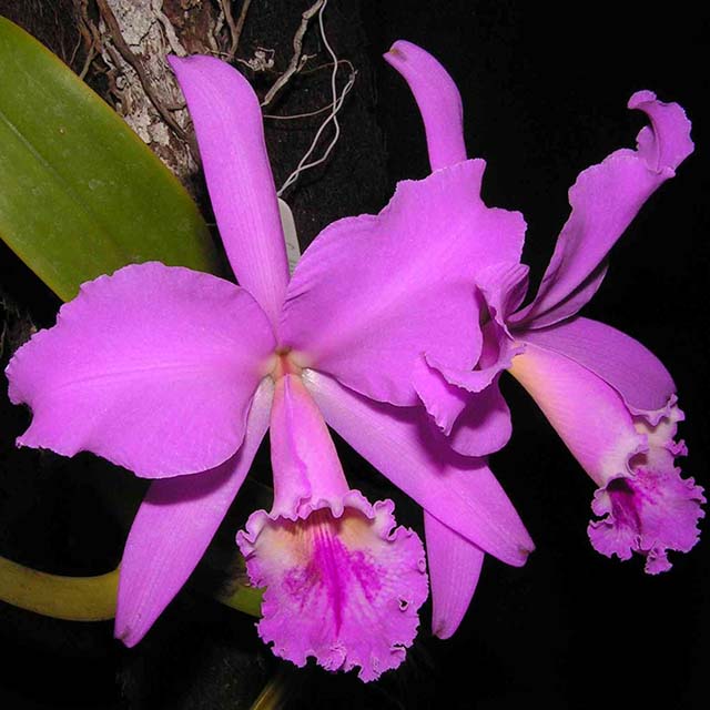 Loài Cattleya