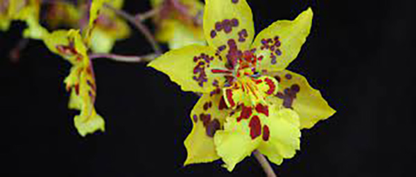 Loài Oncidium