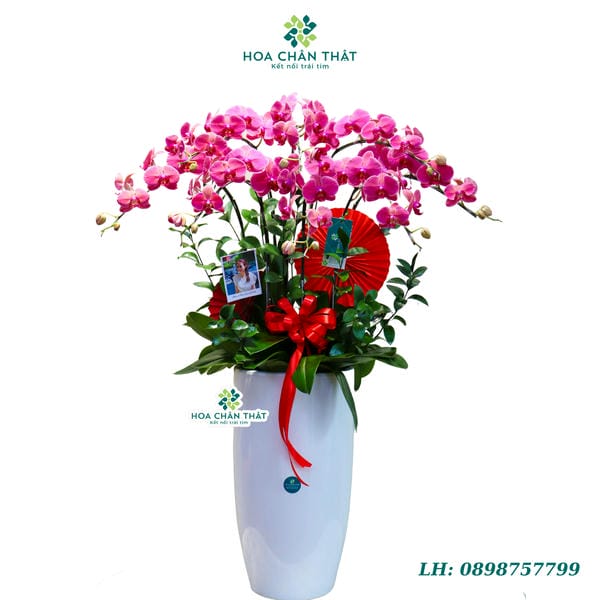 Chậu lan hồ điệp đỏ dâu 8 cành - Cherry