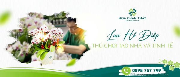 Lan hồ điệp - Thú chơi tao nhã và tinh tế