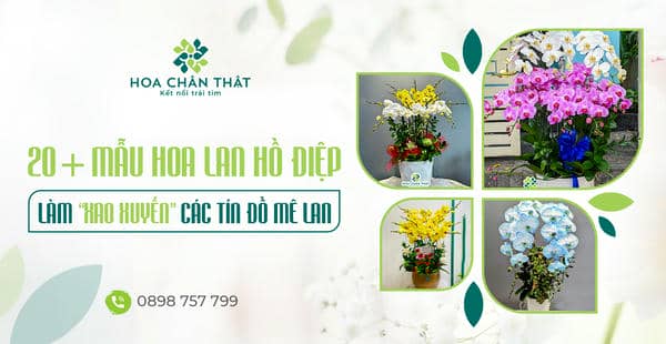 20+ Mẫu hoa lan hồ điệp làm xao xuyến các tín đồ mê lan