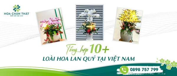 Tổng hợp 10+ loài hoa lan quý tại Việt Nam