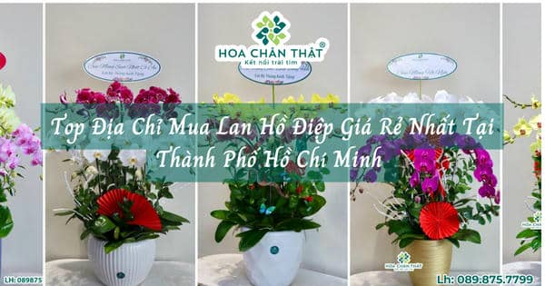 Top địa chỉ mua lan hồ điệp giá rẻ nhất tại Thành phố Hồ Chí Minh