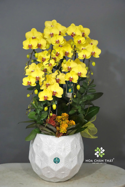 Các màu lan hồ điệp phổ biến nhất hiện nay Đâu là màu lan hồ điệp đẹp nhất được ưa chuộng