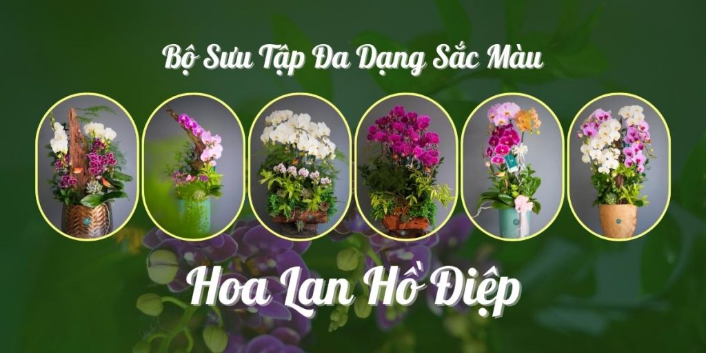 Các màu lan hồ điệp phổ biến nhất hiện nay Các màu lan hồ điệp