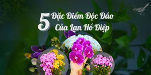 5 dac diem doc dao cua lan ho diep banner