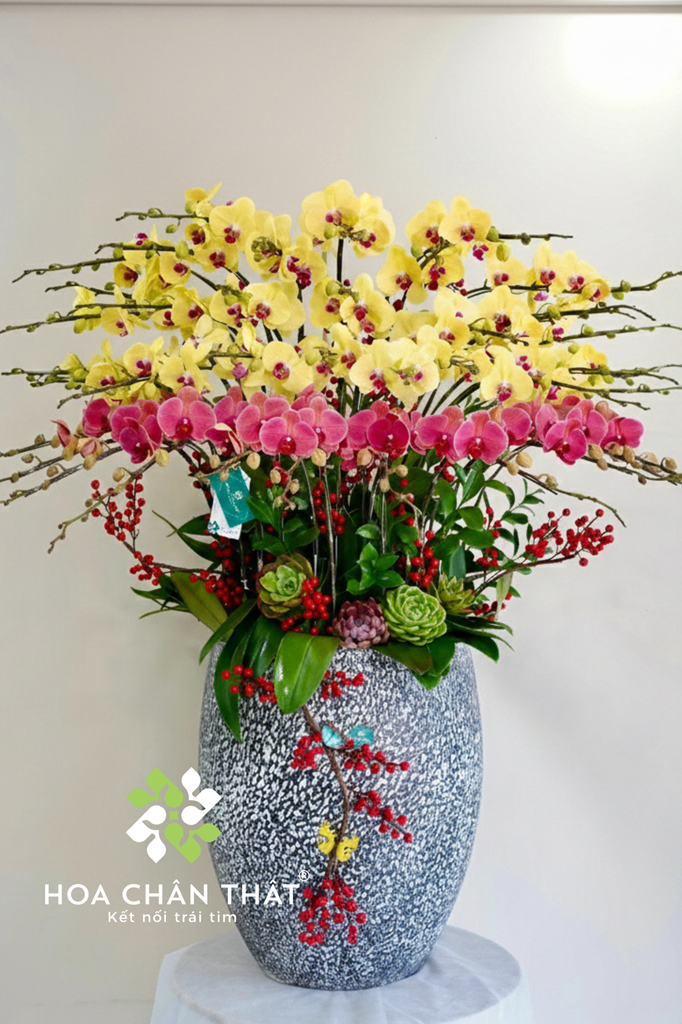 Chậu lan hồ điệp 30 cành - Vườn Xuân (1) Chau lan ho diep 30 canh Vuon Xuan 1