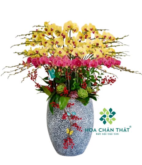 Chậu lan hồ điệp 30 cành – Vườn Xuân