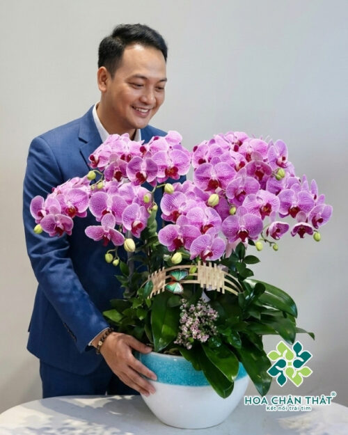 Chậu lan hồ điệp hồng đốm 9 cành – Hòa Sắc Hương