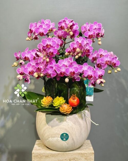 Chậu lan hồ điệp mini 5 cành - Đất Lành
