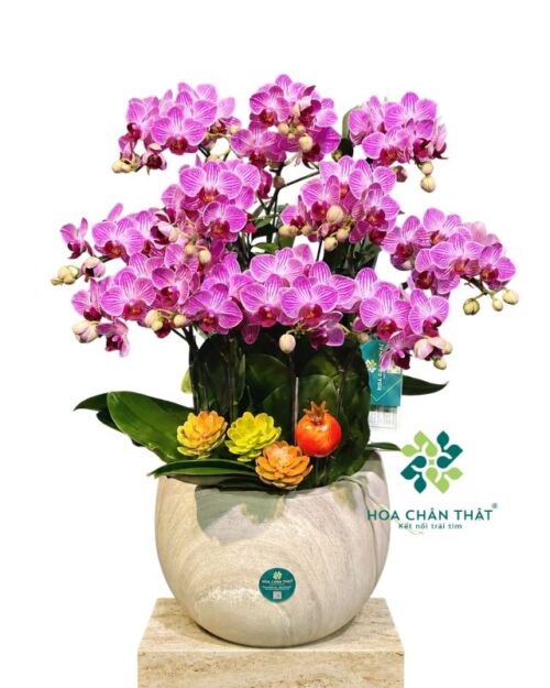 Chậu lan hồ điệp mini 5 cành - Đất Lành