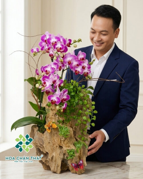 Chậu lan hồ điệp mini ghép lũa tím hồng 3 cành – Tình Thơ