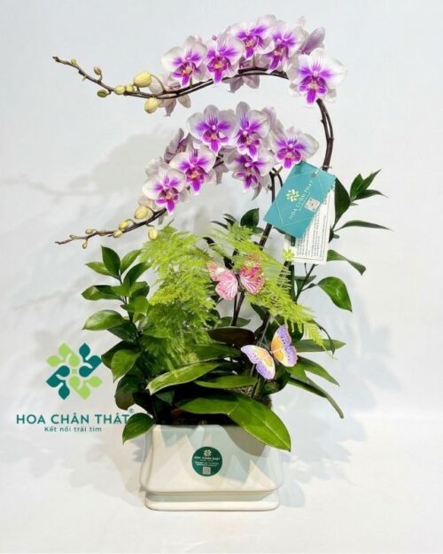 Chậu lan hồ điệp trắng 2 cành - Bạch Ngọc