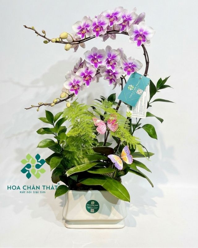 Chậu lan hồ điệp trắng 2 cành - Bạch Ngọc Chậu lan hồ điệp trắng 2 cành - Bạch Ngọc