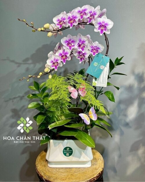 Chậu lan hồ điệp trắng 2 cành - Bạch Ngọc
