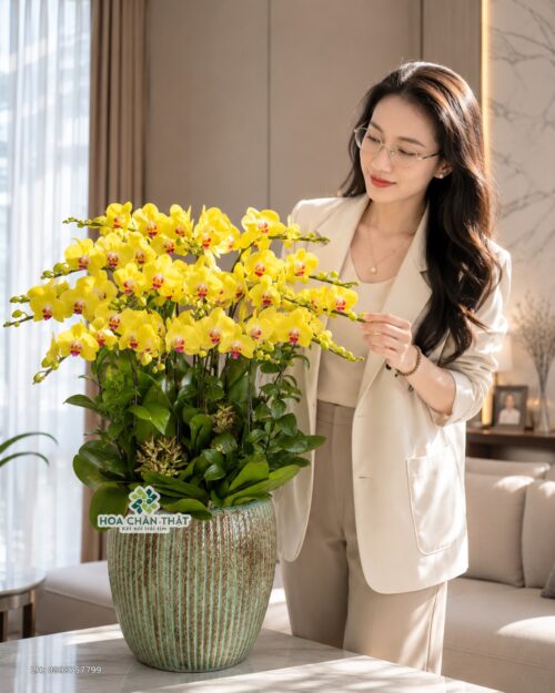 Chậu lan hồ điệp vàng 15 cành – Kim Tiêu