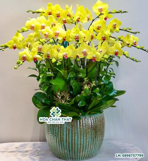 Chậu lan hồ điệp vàng 15 cành – Kim Tiêu