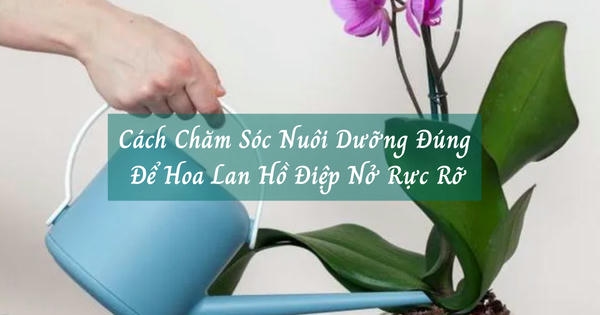 cach cham soc lan ho diep no ruc ro 1