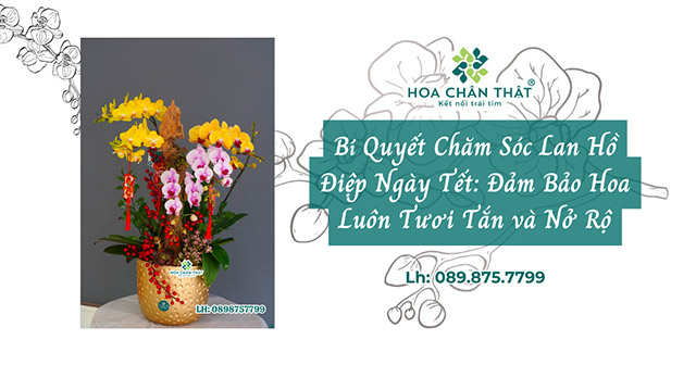 cham soc lan ho diep ngay tet