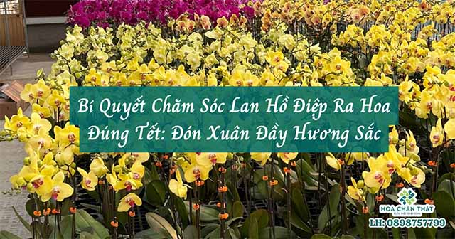 cham soc lan ho diep ra hoa dung tet