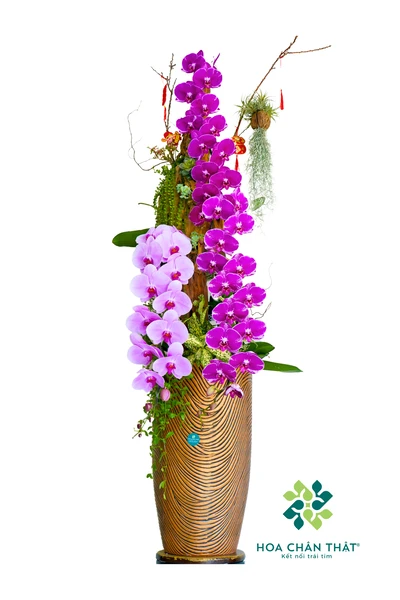 Chậu lan hồ điệp 3 cành – Dáng Huyền
