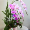 Chậu lan hồ điệp 3 cành – Điệu Nhảy Mùa Đông