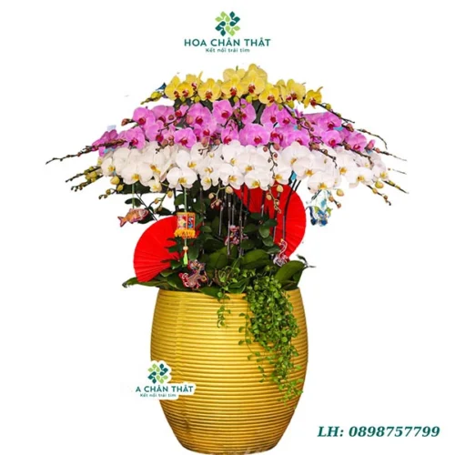 Chậu lan hồ điệp 30 cành – Hưng Thịnh An Khang