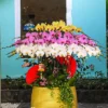 Chậu lan hồ điệp 30 cành – Hưng Thịnh An Khang