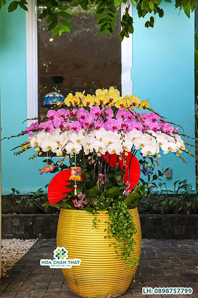 Chậu lan hồ điệp 30 cành – Hưng Thịnh An Khang