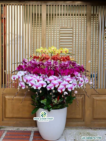 Chậu lan hồ điệp 30 cành – Vườn Phú Quý