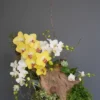 Chậu lan hồ điệp 4 cành vàng trắng – Gửi Nhớ
