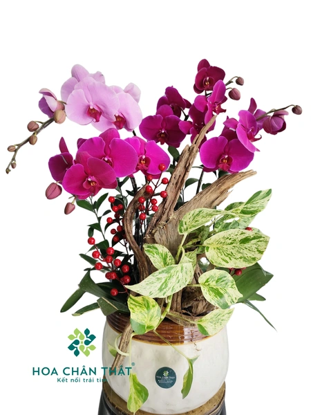 Chậu lan hồ điệp 4 cành – Sắc Thắm