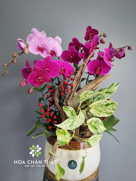 Chậu lan hồ điệp 4 cành – Sắc Thắm