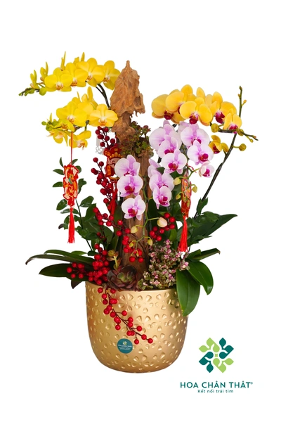 Chậu lan hồ điệp 5 cành – Hương Tết