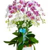 Chậu lan hồ điệp trắng đốm tím 6 cành Gửi Yêu Thương