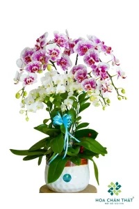 chau lan ho diep 6 canh gui yeu thuong 1 200x300 1