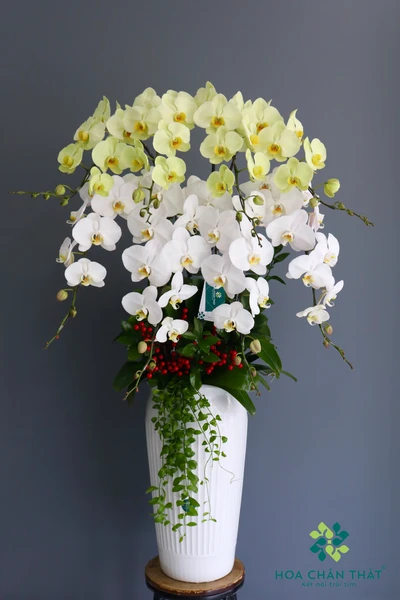 Chậu lan hồ điệp 8 cành – Nắng Tinh Khôi