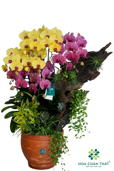 Chậu lan hồ điệp 8 cành – Thiên Vũ Chậu lan hồ điệp 8 cành – Thiên Vũ