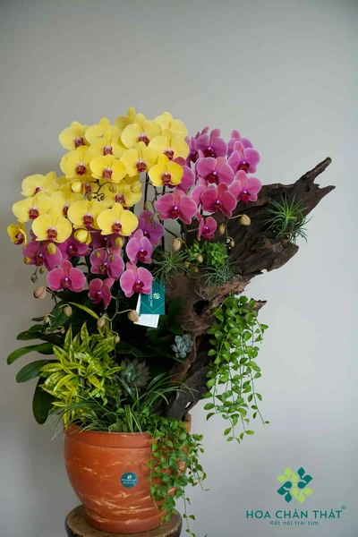 Chậu lan hồ điệp 8 cành – Thiên Vũ