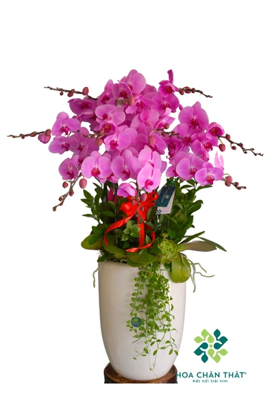 Chậu lan hồ điệp hồng 9 cành – Hồng Thắm