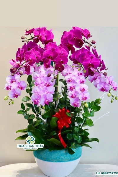 Chậu lan hồ điệp 9 cành – Phúc Hòa Hồng Ngọc
