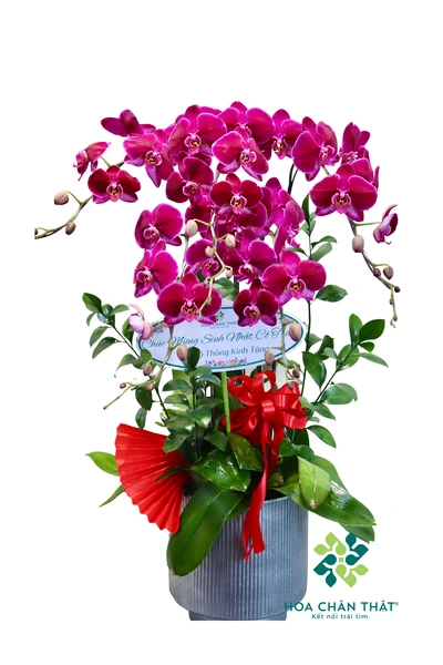 Chậu lan hồ điệp đỏ 5 cành – Khoe Sắc