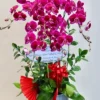 Chậu lan hồ điệp đỏ 5 cành – Khoe Sắc