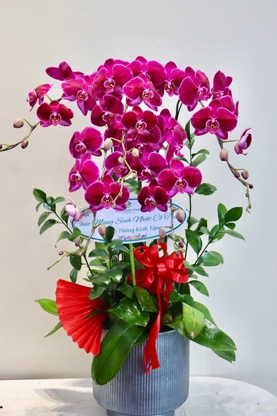 Chậu lan hồ điệp đỏ 5 cành – Khoe Sắc