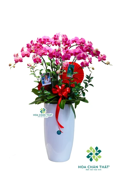 Chậu lan hồ điệp đỏ 8 cành – Cherry